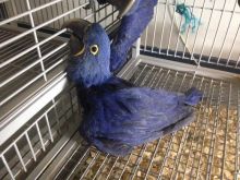 Hyacinth Macaw Parrot for sale Send Text to (530) 512-0698