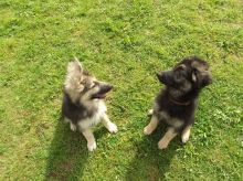 Kc Registered German Shepherd Puppies