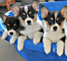 PEMBROKE WELSH CORGI PUPPIES FOR ADOPTION