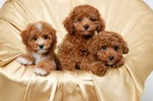 Trained and friendly Poodle Puppies for adoption .Text to (437) 536-6127