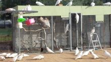 Umbrella and sulfur atoos parrots for re-homing Send Text to (530) 512-0698