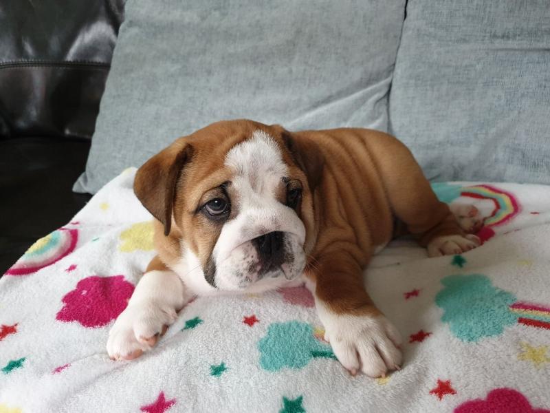 ADORABLE LITTER OF ENGLISH BULLDOG PUPPIES FOR SALE Image eClassifieds4u