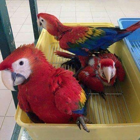 Adorable male and female Scarlet Macaw Parrots for sale Send Text to (530) 512-0698 Image eClassifieds4u