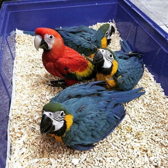 Adorable male and female Scarlet Macaw Parrots for sale Send Text to (530) 512-0698 Image eClassifieds4u