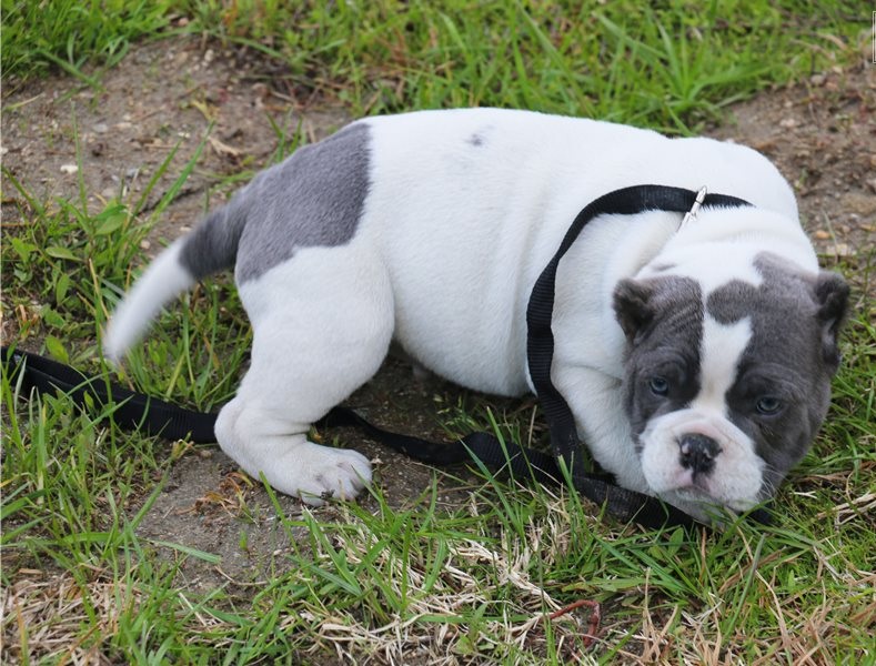 American Pitbull puppies available, vaccinated and very healthy Image eClassifieds4u