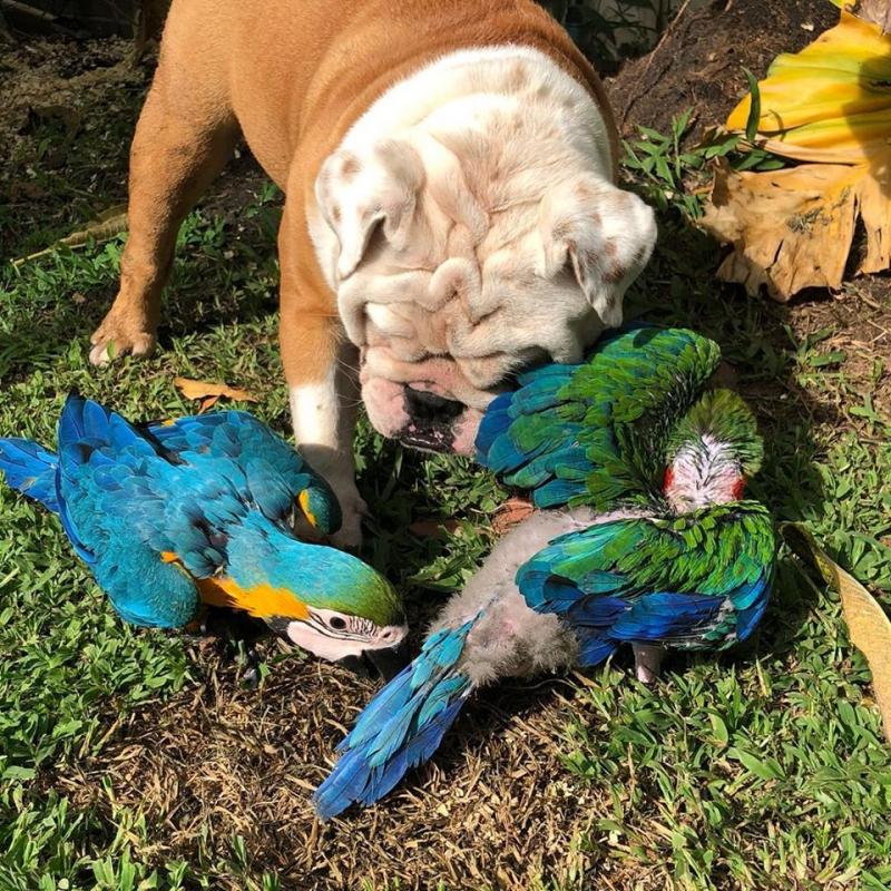 Hand fed and tamed baby Macaws parrots Parrots for sale Send Text to (530) 512-0698 Image eClassifieds4u