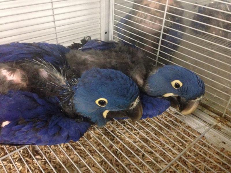 Hyacinth Macaw Parrot for sale Send Text to (530) 512-0698 Image eClassifieds4u