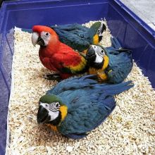 Adorable male and female Scarlet Macaw Parrots for sale Send Text to (530) 512-0698 Image eClassifieds4u 1