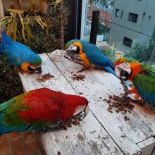 Adorable Scarlet Macaw Parrots for sale Send Text to (530) 512-0698 Image eClassifieds4u 2