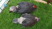 African grey parrots for adoption Send Text to (530) 512-0698 Image eClassifieds4u 2