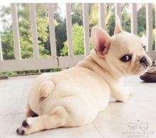 Beautiful Blue French Bulldog Puppies for adoption Text or call (437) 536-6127 Image eClassifieds4U