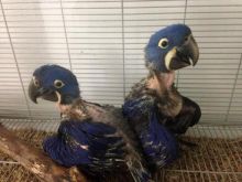 Hyacinth Macaw Parrot for sale Send Text to (530) 512-0698 Image eClassifieds4u 2
