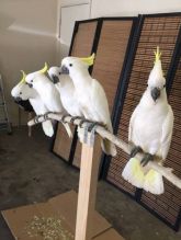 Umbrella and sulfur atoos parrots for re-homing Send Text to (530) 512-0698 Image eClassifieds4u 2