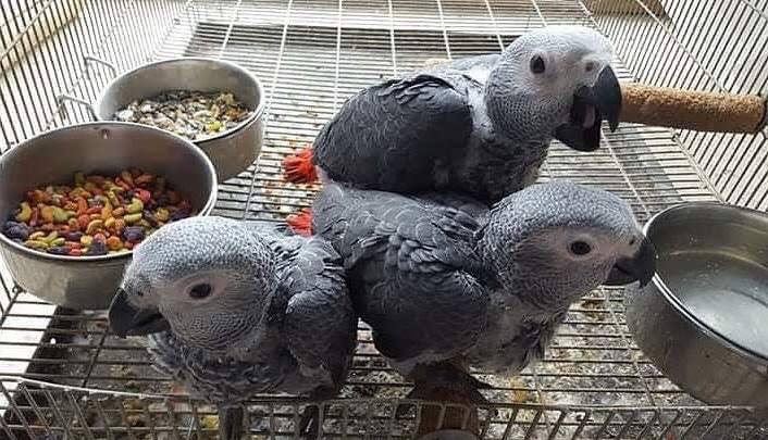 Tamed Congo African grey parrots for sale with cage Text to (530) 512-0698 Image eClassifieds4u
