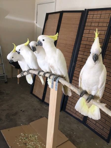 Umbrella and sulfur atoos parrots for re-homing Send Text to (530) 512-0698 Image eClassifieds4u