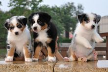 Affordable Australian Shepherd puppies available