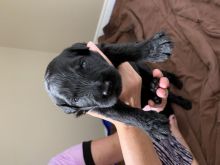 Beautiful Black Russian Terriers