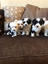 Beautiful pure Havanese puppies available For adoption Text or call (437) 536-6127