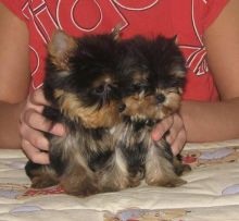 weet teacup yorkie Puppies with toys