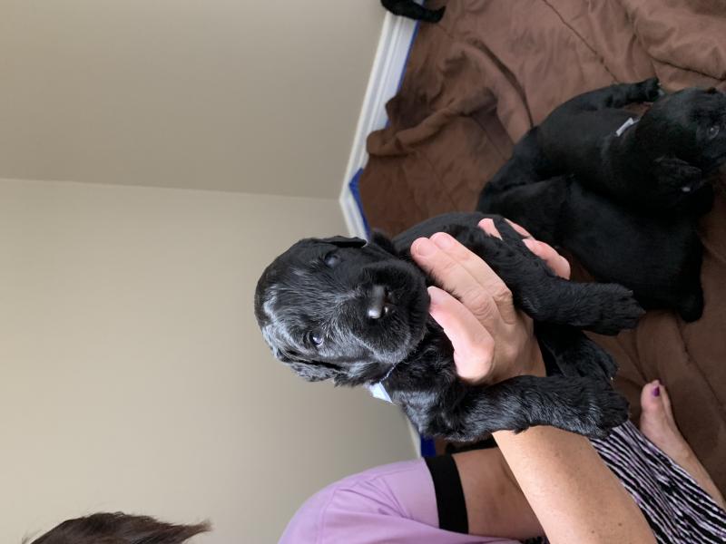 Beautiful Black Russian Terrier Pups Image eClassifieds4u