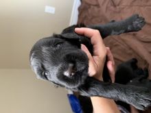 Beautiful Black Russian Terrier Pups Image eClassifieds4u 4