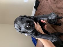 Beautiful Black Russian Terrier Pups Image eClassifieds4u 3