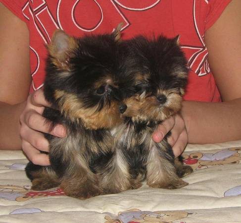 weet teacup yorkie Puppies with toys Image eClassifieds4u