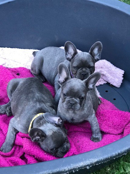 French Bulldog puppies available for sale***Text / call (437) 536-6127 Image eClassifieds4u