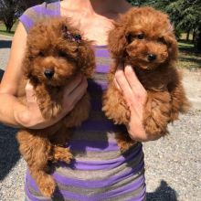 They are Playful CKC male and Female Poodle Puppies . Text / call (437) 536-6127