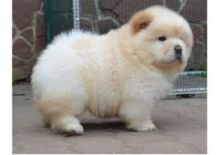 Gorgeous chow-chow puppies +++Text / call (437) 536-6127