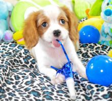 Healthy Cavalier King Charles Spaniel Puppies For Adoption Text / call (437) 536-6127