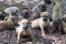 South African Boerboel puppies for sale Text / call (437) 536-6127