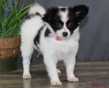 Adorable and Nice Papillon Puppies For Re-Home