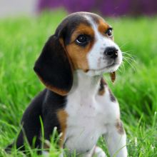 Beagle puppies for adoption.