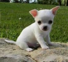 Beautiful Chihuahua Puppies