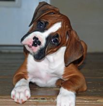 Boxer puppies for adoption