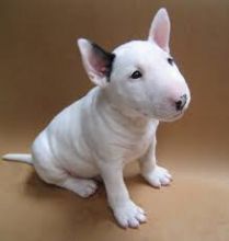 Bull terrier puppies for adoption