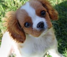 Cavalier king Charles puppies for adoption,