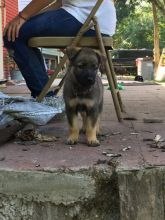 German Shepherd Puppies for Pet-Loving Family