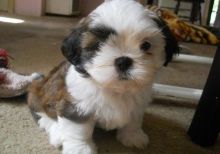 Gorgeous shih tzu puppies all ready