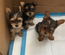 Home Raised and House Broken Yorkies