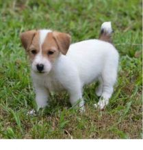 Jack Russell terrier puppies for adoption