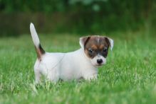 Jack Russell terrier puppies for adoption