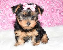 Potty Trained Teacup Yorkshire Terrier Puppies