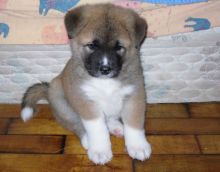 Shiba Inu puppies for adoption.