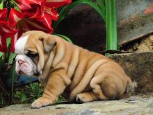 Very healthy and cute english bulldog puppies for you.