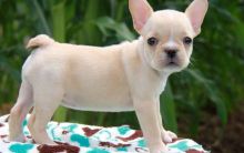 Very healthy and cute french bulldog puppies for you.