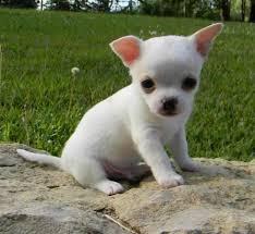 Chihuahua puppies for adoption Image eClassifieds4u