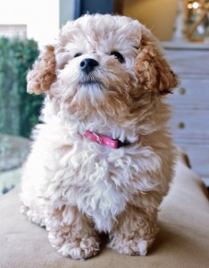 Cute Poodle Puppies for Sale Image eClassifieds4u