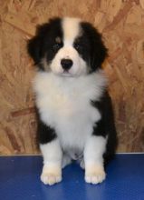 Australian Shepherd puppy for adoption***Text / call (437) 536-6127 Image eClassifieds4U